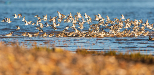 Dunlin (Calidris alpina) birds in flight.