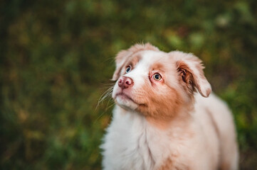 Healthy cute little puppy od australian shepherd dog breed. Fluffy little adorable dog.