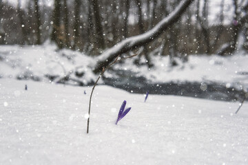 First spring flowers, purple crocus or saffron growing from the snow in the forest during snowfall, scenic landscape, strength and will concept