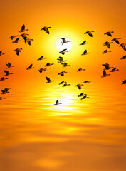 golden sunset and sea and birds