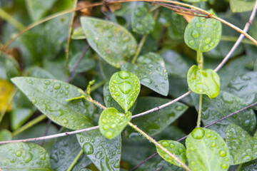 水滴のついた葉っぱ