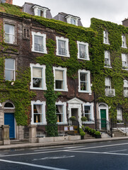 Fototapeta na wymiar Ivy covered facade in Dublin