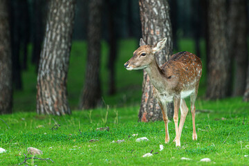 Young deer