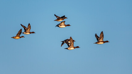 Eurasian Wigeon (Mareca penelope) birds in flight in sky at sunrise time.