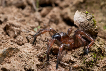 Trapdoor spider (Nemesia sp.), Liguria, Italy
