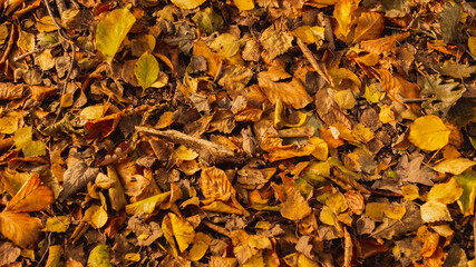 Background of colorful autumn leaves.