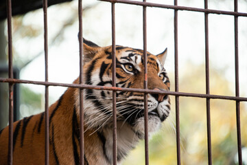 Tiger in cage who loses freedom and can't move anywhere	
