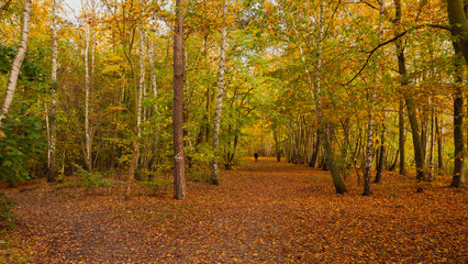 Amazing park of luminous autumnal colors.
