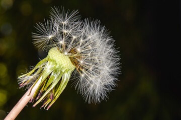 Close up of the fluff of a dandelion (Taraxacum officinale).