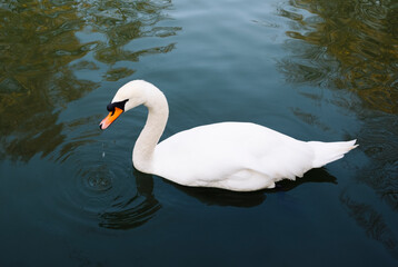 The white swan drinks water. Close-up.