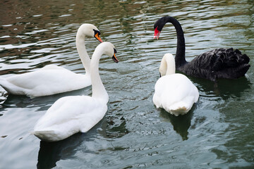 swans three white and one black gathered on the lake.