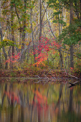 Freneau Woods Reflections