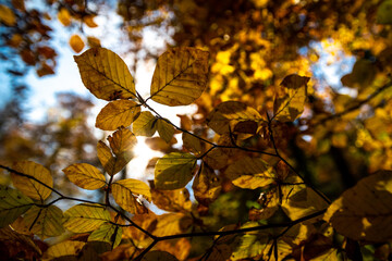 Couleurs automnale en Suisse