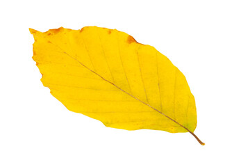 Yellow autumn leaf isolated on the white