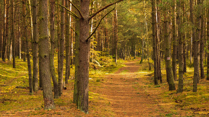 Fototapeta premium Amazing forest, autumn scenery. Gdansk, Poland.