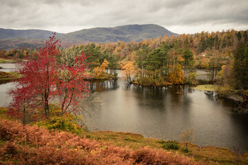 Fototapeta na wymiar Landscape in Autumn at Tarn Hows, Lake District, Cumbria