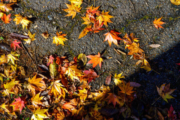【秋イメージ】鮮やかな紅葉