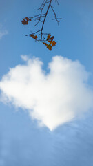 Heart shaped  single cloud with oak branch with some autumn leaves in the blue sky. Vertical frame.