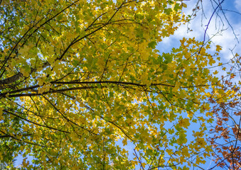 Green and yellow fall leaves