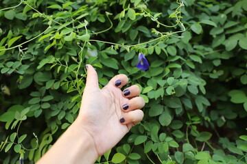 Fototapeta na wymiar Southeast Asian young brown woman's hand wearing blue or violet nail polish in front of green leaf tree with text space