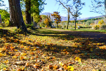 【秋イメージ】鮮やかな紅葉