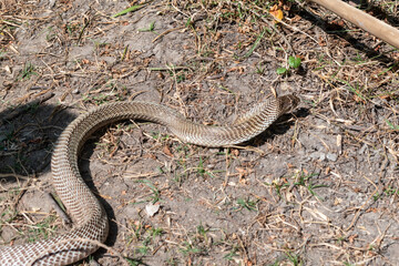 The Indian cobra (Naja naja), also known as the spectacled cobra, Asian cobra, or binocellate cobra, is coming out from the jungle during the daylight