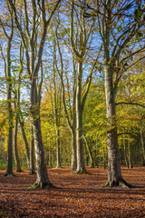 Fototapeta premium Autumn woodland scene