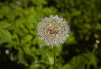blowball dandelion