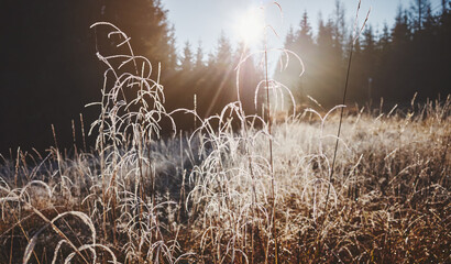 Frosty grass on mountain meadow at sunrise, color toning applied, selective focus.