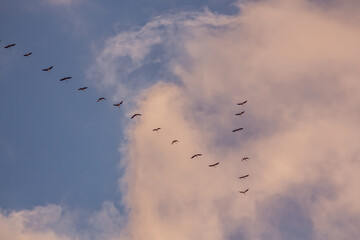 Migratory birds formation in the blue sky