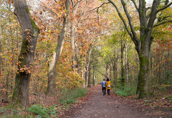 Fototapeta premium couple walks in autumn forest near Zeist in holland