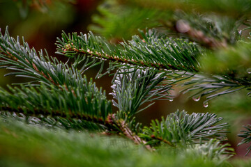 krople rosy na liściach jodły 
