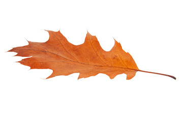 Brown autumn leaf isolated on the white