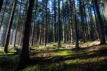 Autumn in the mountains - meadows and forests in colorful colors