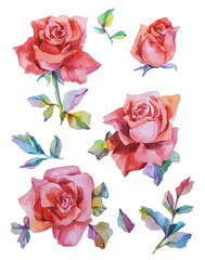 watercolor rose set. hand drawn watercolor art.
