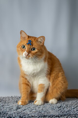 Yellow cat with symbol on forehead referring to "blue november" (novembro azul), on a blue carpet. "Blue November" is a public campaign in favor of protate cancer prevention in Brazil