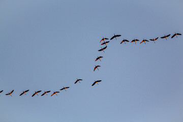 Migratory birds formation in the blue sky