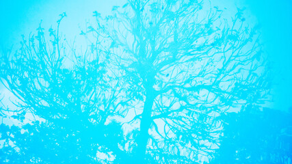 Trees silhouette reflected on the blue water of a swimming pool, artistic photography, nature representation, life on holidays, turquoise surface