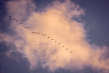 Migratory birds formation in the blue sky