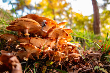 autunno in montagna, Appennino, funghi tra erba foglie e prato