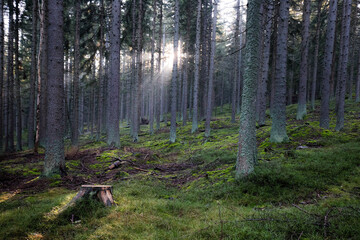 Autumn in the mountains - meadows and forests in colorful colors