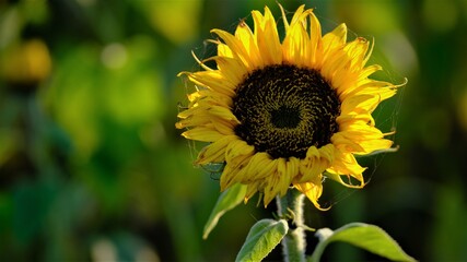 sunflower in the field