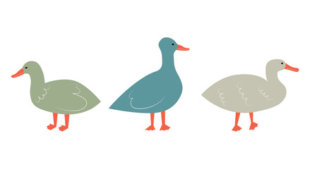 Vector illustration with ducks. Cute cartoon characters.
