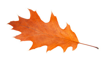 Brown autumn leaf isolated on the white