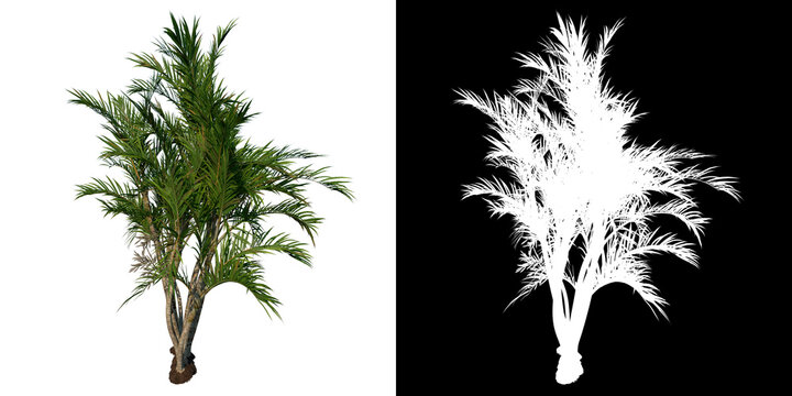 Front view tree ( Adolescent Butterfly Palm Areca tree 2 ) white background alpha png 3D Rendering 3D Ilustracion	