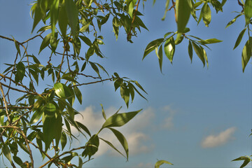 olive branch with sky