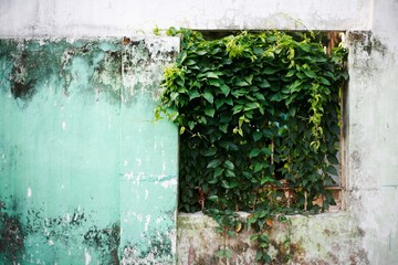 old wall with window and ivy