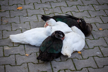 Enten am kuscheln