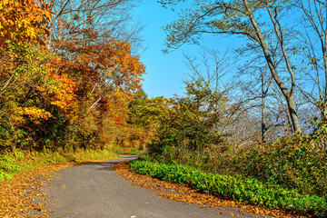 Naklejka premium 【秋イメージ】鮮やかな紅葉