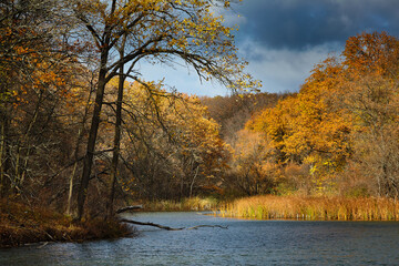 Fototapeta premium Autumn deciduous forest, lake, pond. Yellow oaks. Clouds in the sky